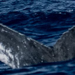 Fluke of HW-MN0444038