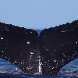 Fluke of HW-MN0444040