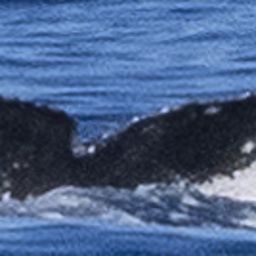 Fluke of HW-MN0444045