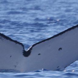 Fluke of HW-MN0444055