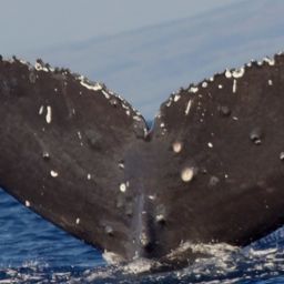 Fluke of HW-MN0444056