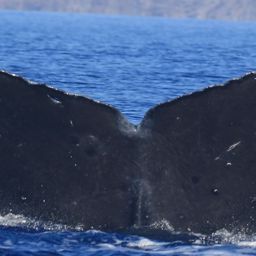 Fluke of HW-MN0444057