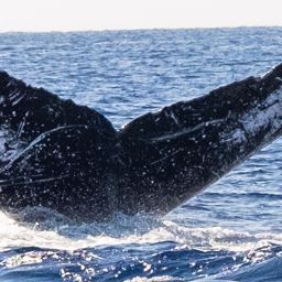 Fluke of HW-MN0444059