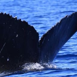 Fluke of HW-MN0444064