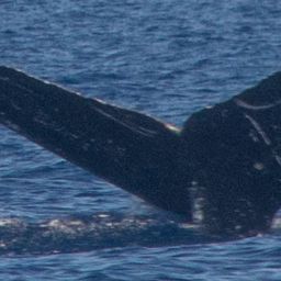 Fluke of HW-MN0444067