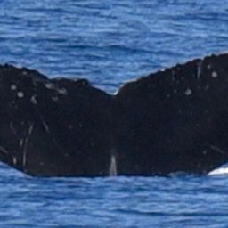 Fluke of HW-MN0444068