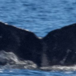 Fluke of HW-MN0444072