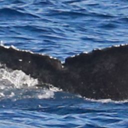 Fluke of HW-MN0444086