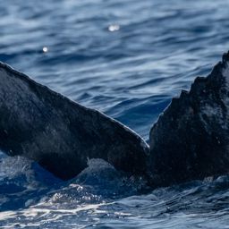 Fluke of HW-MN0444087