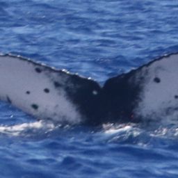 Fluke of HW-MN0444099