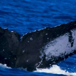 Fluke of HW-MN0444105