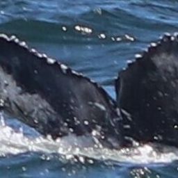 Fluke of 2022-2023 calf of Cherrios