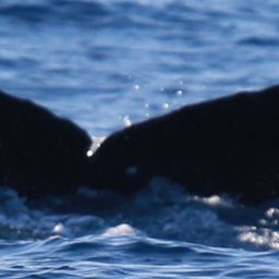Fluke of HW-MN0444112