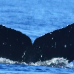 Fluke of HW-MN0444113