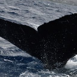 Fluke of HW-MN0444122