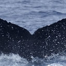 Fluke of HW-MN0444126